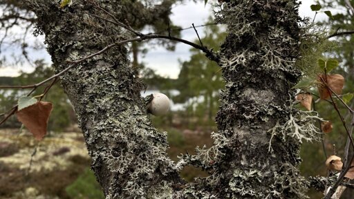 Photo of a perfect white ball growing on mossy a tree branch.
