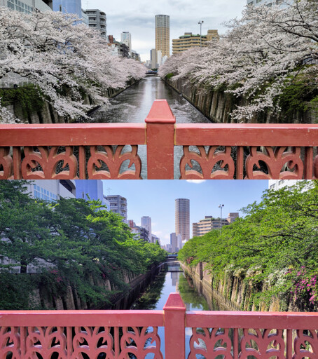Two photographs from the same place, one on top of the other. Taken from a bridge with a red metal fence, looking over the Meguro River, lined with cherry trees on both sides. The first one shows the cherry trees flowering in white. In the second one, the flowers have been replaced by bright green foliage.