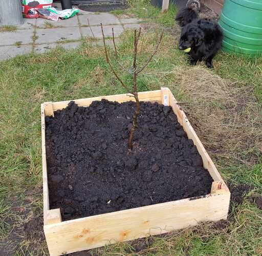 planted dwarf pear tree in a raised garden bed 