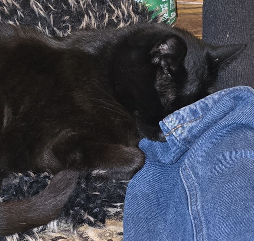 my boy Jove taking a nap on/in my trouser leg