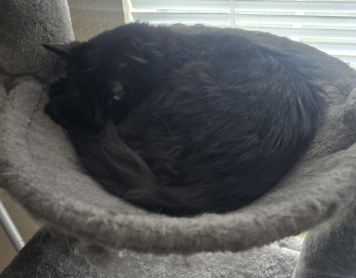 A long haired black cat named Nyx curled up in a ball in a little cat bowl glares menacingly at the person taking the picture.