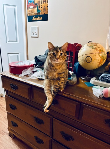 A fluffy tabby sits atop a dresser with her hind legs crossed in front of her like a human. 