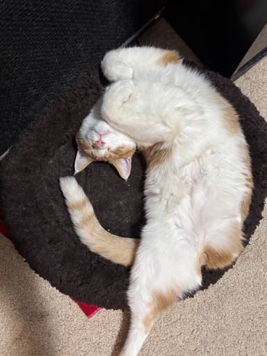 A creamsicle tripod relaxes in a cat bed, with his belly out, curled almost in a ball