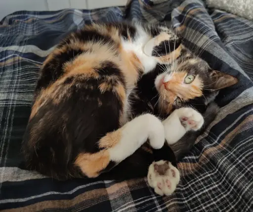 Calico/tortie cat laying curled up on a blanket. Her paws are all visible, showing her toe beans. She has a small blep.