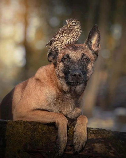Ingo beneath owl - Tanja Brandt