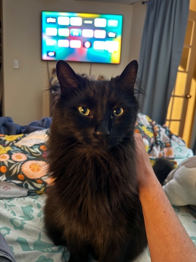 A closeup shot of a longhair black cat sitting on a bed looking directly into camera while being pet by the photographer