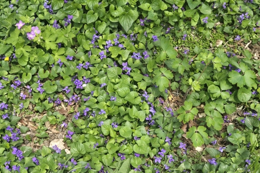 A mix of violets, wild columbine and wild geranium growing in mulched ground