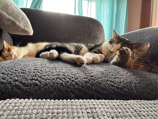 Three kittens lay together in a cushy blue-chair. Left to right, Penny, a rotund orange and white short hair, Rocky, a white and torty short hair, and Honey, a fluffy torty/tabby mix
